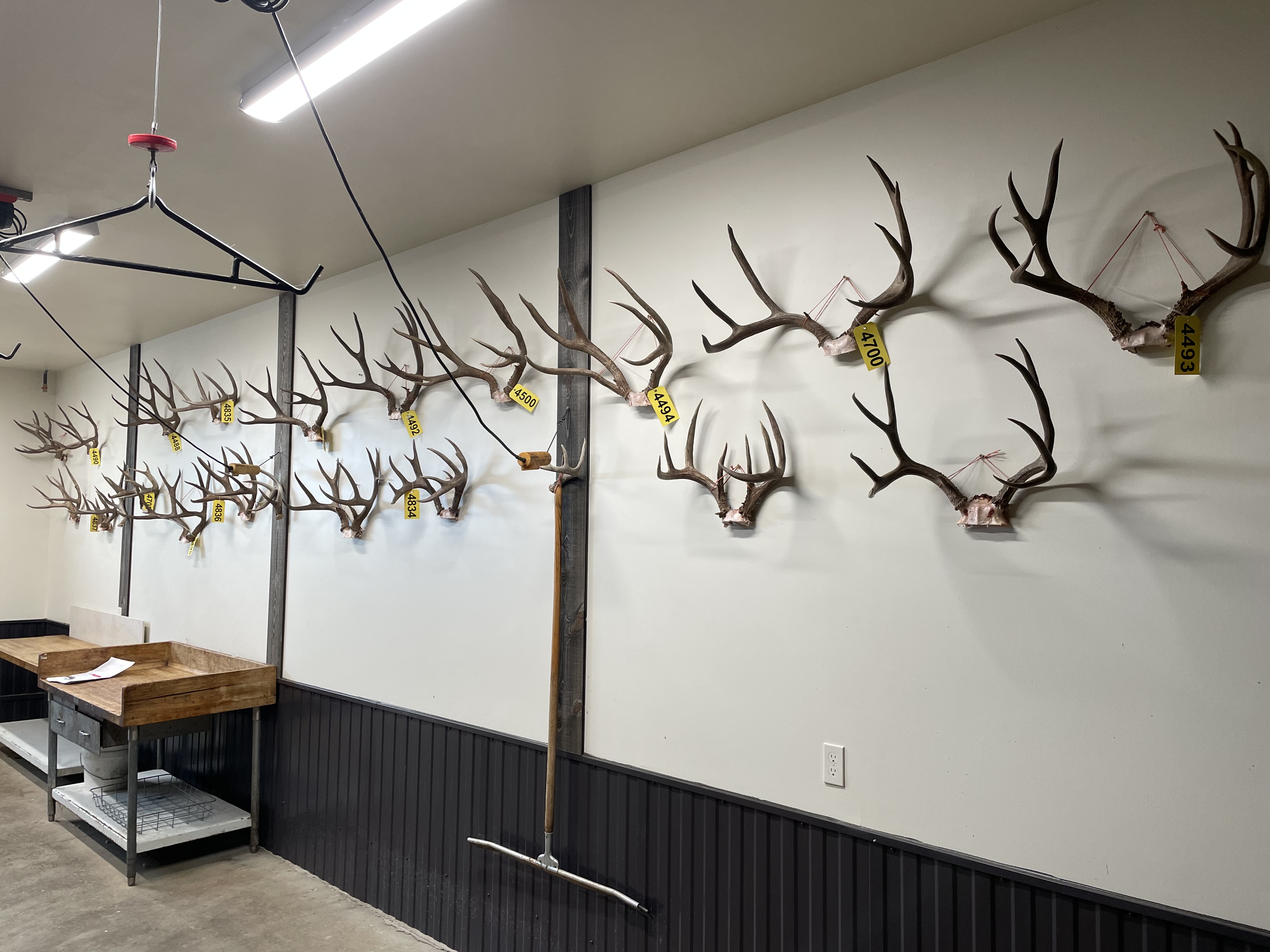 Skinning Room Antlers